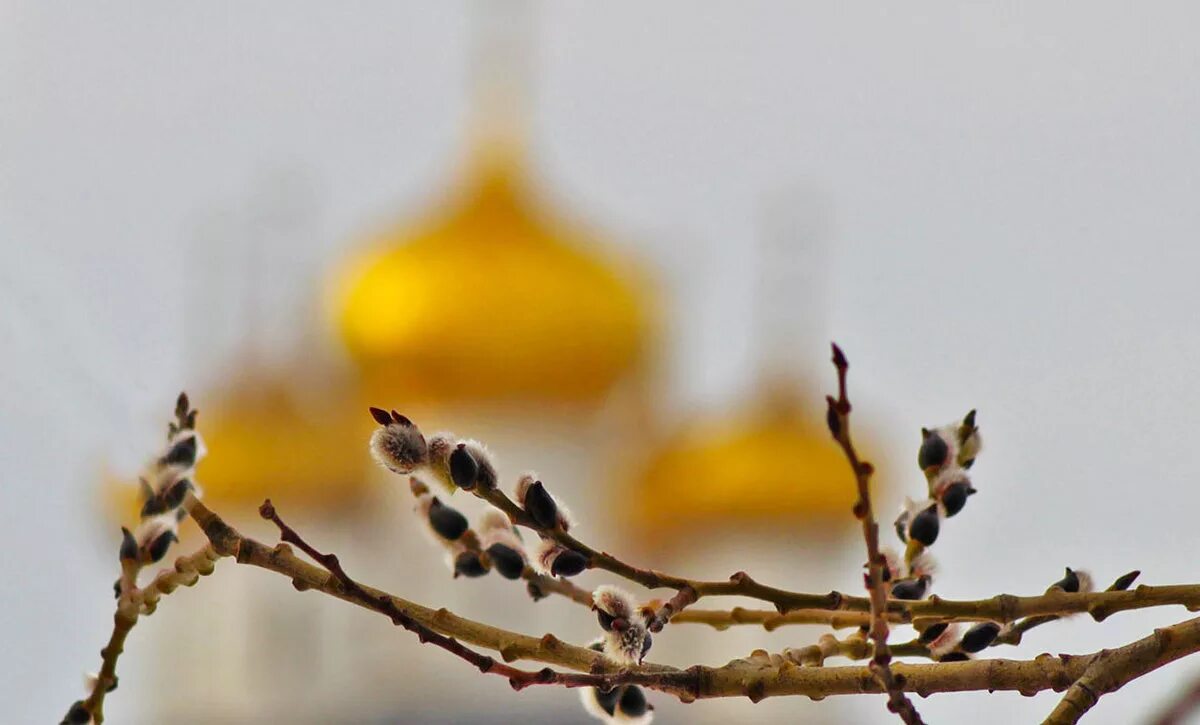 Праздник воскресенья светлый день весенний. Верба на Вербное воскресенье. Веточка вербы с Вербным воскресеньем. Вербное воскресенье в храме. Верба Церковь Вербное Воскресение.