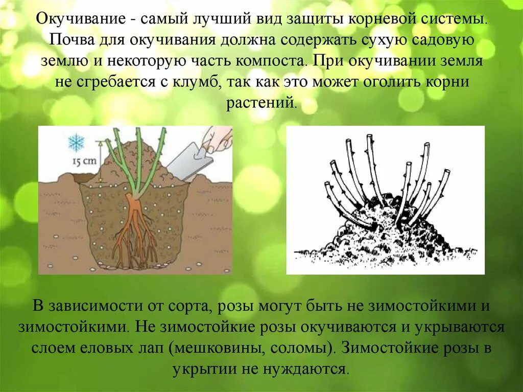 Окучивание. Окучивание растений. Окучивание растений проводят. Агротехнический прием окучивание. Окучивать это