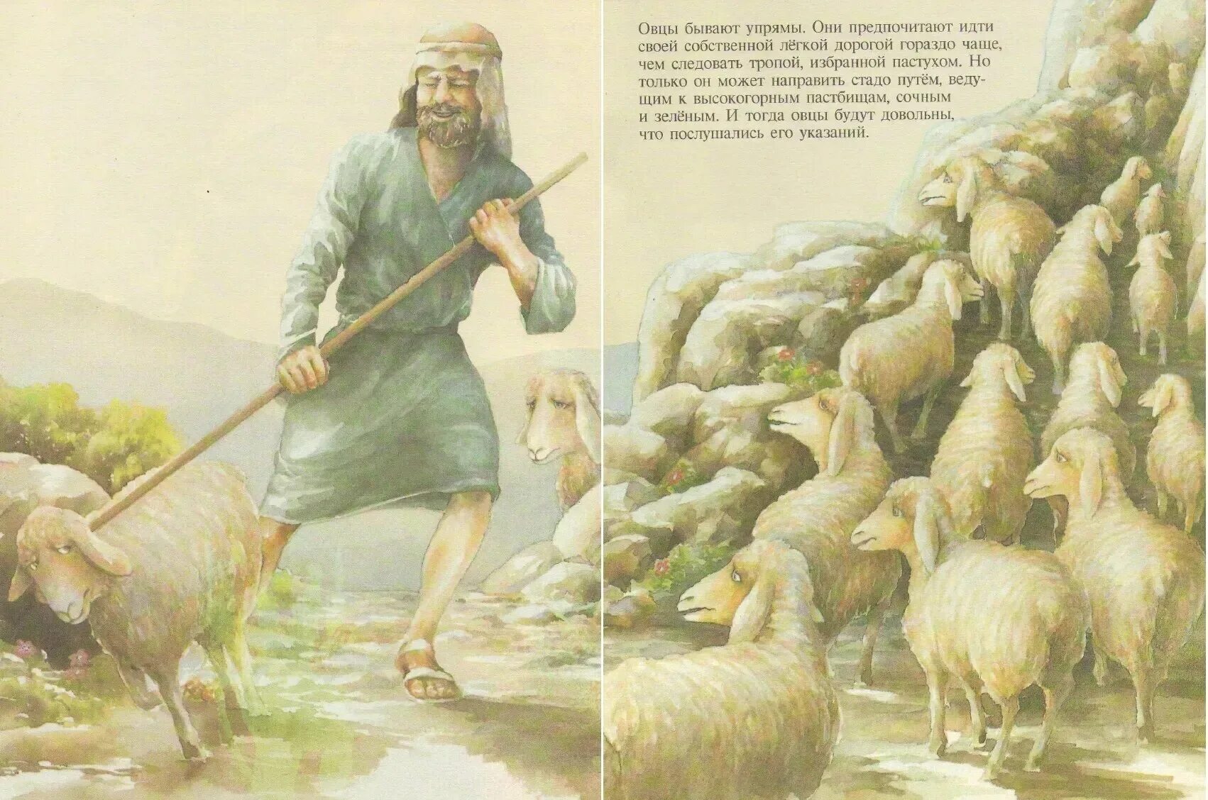 Пастух Ширак Легенда. Пастух с овцами. Овцы в древности. Книги про овец.