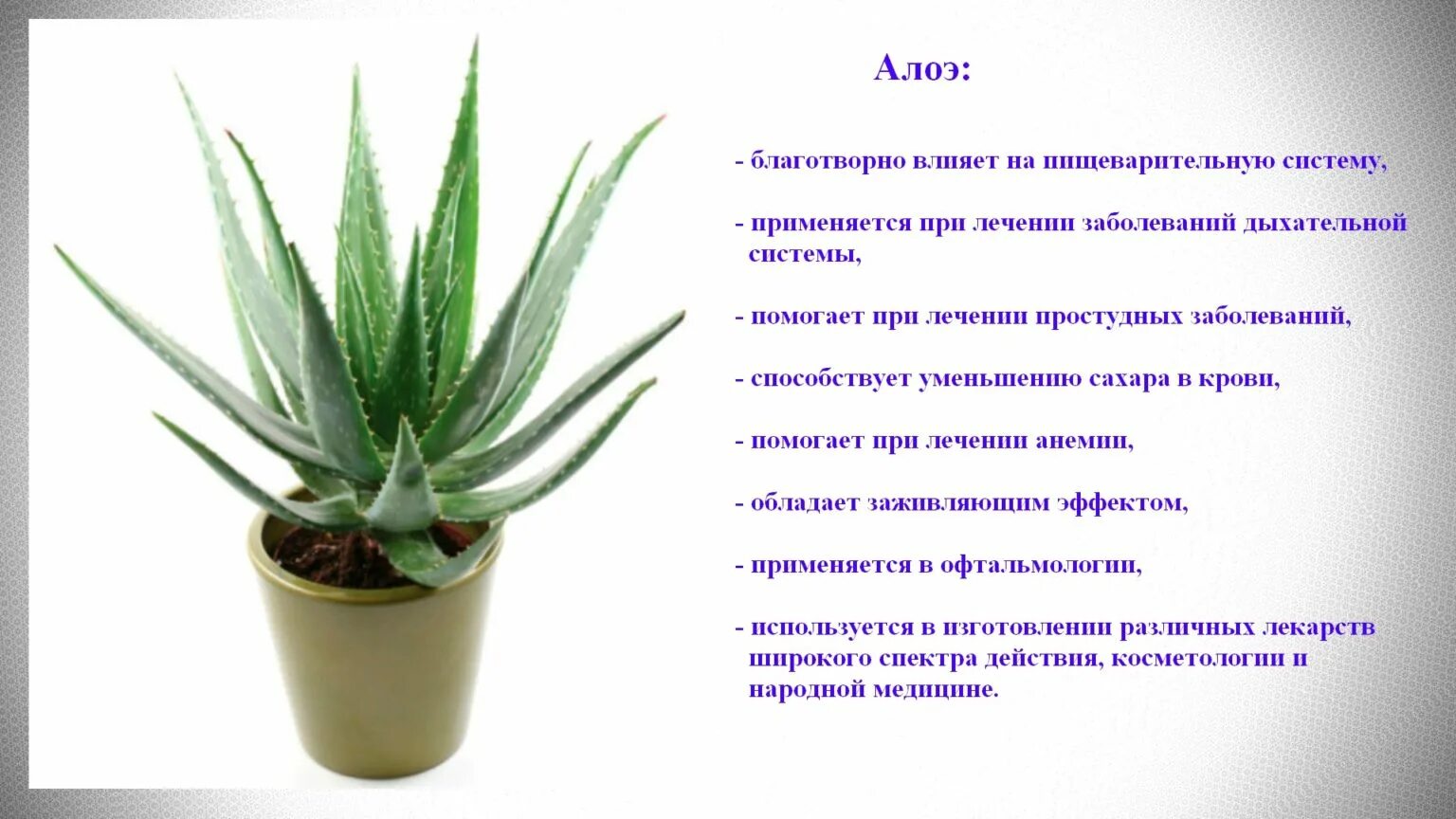 Алой описание