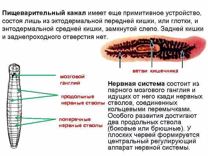 Сквозной кишечник у червей. Пищеварительная система ресничных. Пищеварение ресничных червей. Пищеварительная система ресничных червей. Слепозамкнутый кишечник у червей.