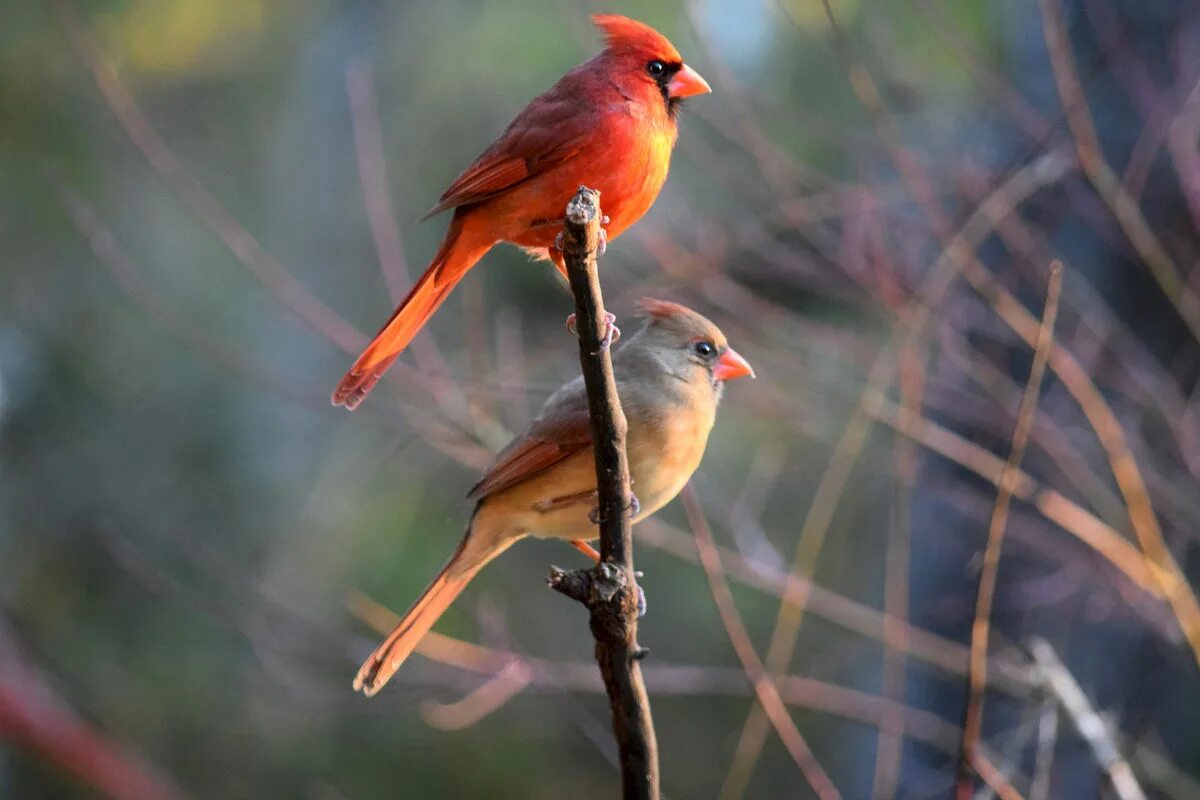 Щур таежный самка. Щур самка и самец. Щур самка и самец. Щур самка и самец. Щур птица самец и самка.