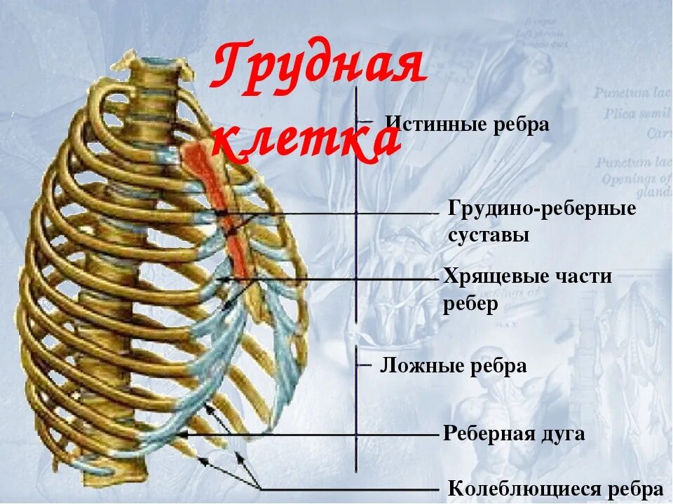 Сколько ребер на 1 стороне. Ребра истинные ложные колеблющиеся. Анатомия ребер грудной клетки. Грудина и ребра ложные. Грудная клетка реберные хрящи.