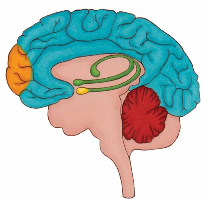 Слюноотделение какой отдел мозга. Гиппокамп головного мозга анатомия. Гиппокамп и миндалина. Гиппокамп атлас мозга. Hippocampus анатомия.