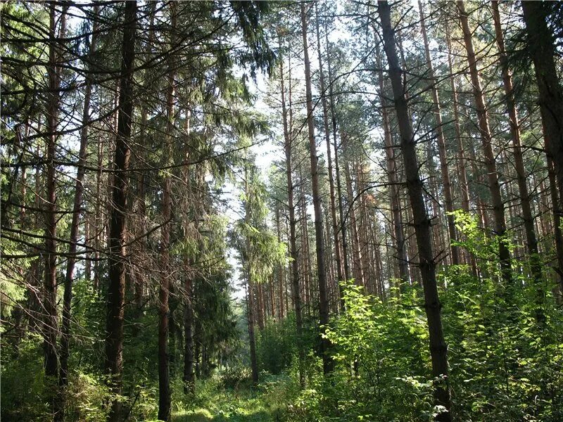 Чертов лес. Леса алтайского края. леса украины. крюковский лес.