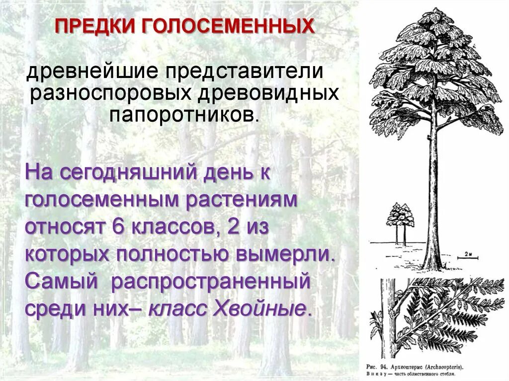 Ароморфозы папоротниковидных. Хвойные гинкговые гнетовые саговниковые. Древние голосеменные растения. Папоротникообразные растения строение. Голосеменные растения папоротник.