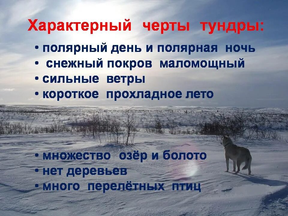 В какой природной зоне сильные ветры. Характерные черты тундры. Тундра презентация. Отличительные черты тундры. Для тундры характерны.