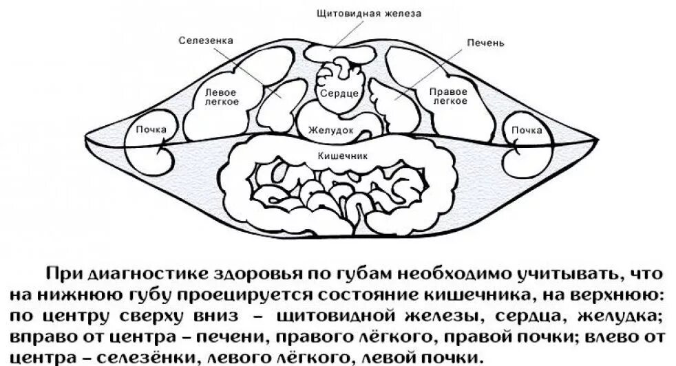 Как научиться читать по губам самостоятельно. Чтение по губам. как читать по губам. болезни по состояниям губ.