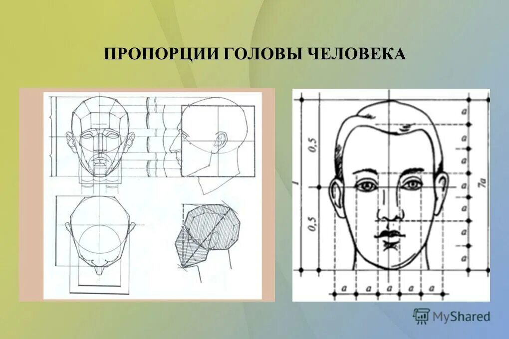 У взрослого человека голова занимает. Пропорции головы человека схема построения. Схема пропорции головы человека в профиль. Рисование головы человека пропорции головы 6 класс. Пропорции головы человека для рисования 6 класс.