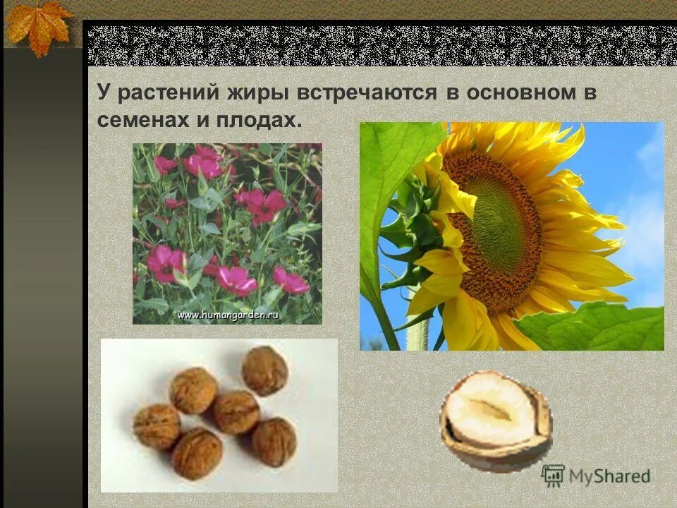 Жиры в семенах. Превращение веществ у растений. Масличные культуры. Жир в семенах растений. Обнаружение жиров в семенах подсолнечника.