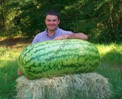 Самая большая дыня