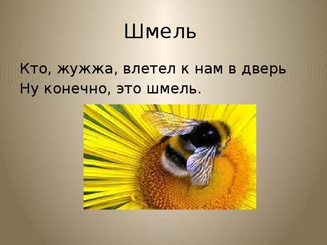 Пчела жужжит. Жужжание пчел. Как жужжит шмель. Пчела. Как жужжит шмель.