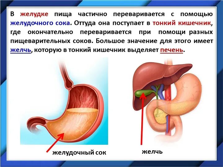 Обработка пищевого комка желчью. Желудок переваривает пищу. Как переваривается еда. Переваривание пищи в желудке. Пища переваривается в желудке.