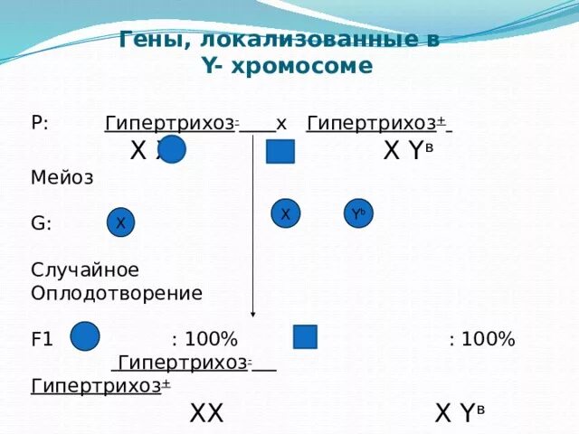 Гипертрихоз сцеплен с полом. Гипертрихоз задачи по генетике. Голандрический метод наследования. Гипертрихоз сцеплен с полом. Гипертрихоз наследуется как.
