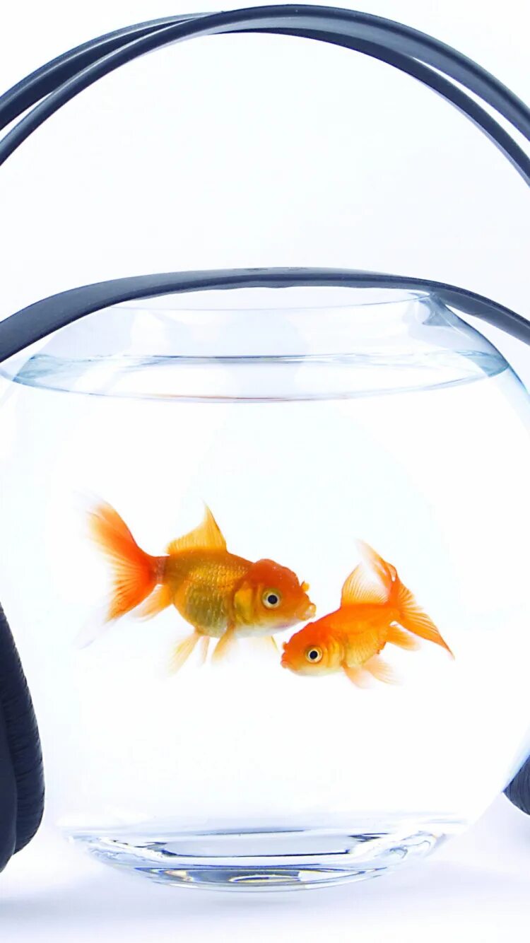 Две рыбки в аквариуме. Две рыбки в аквариуме. Фазан золотой рыбка аквариумная. Комета рыбка аквариумная. Золотая рыбка в аквариуме.