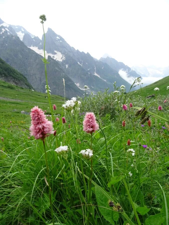 шашлык в горах кавказа. ущелье птыш. мясо горца. мясо горца. горец змеиный «красный дракон».