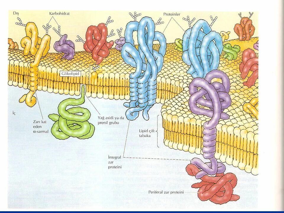 Интегральные белки какие. Периферические мембранные белки. Клетка для белок. Биофизика мембран. Белки клеточной мембраны.
