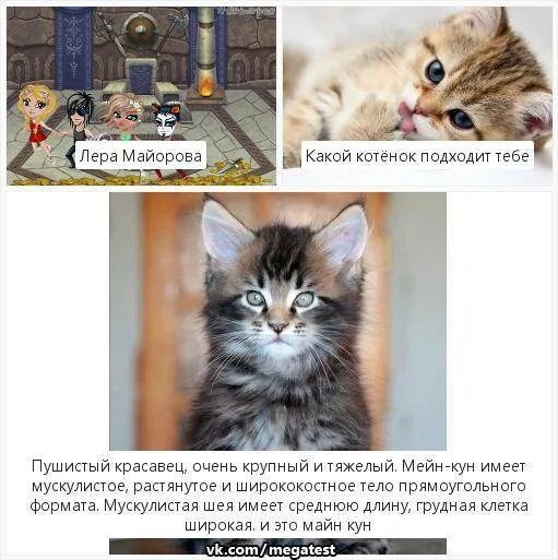 Как можно понять возраст котенка. Британский кот мемы. Кто лучше коты или собаки. Сравнить кошку и собаку. Кто лучше кот или собака.