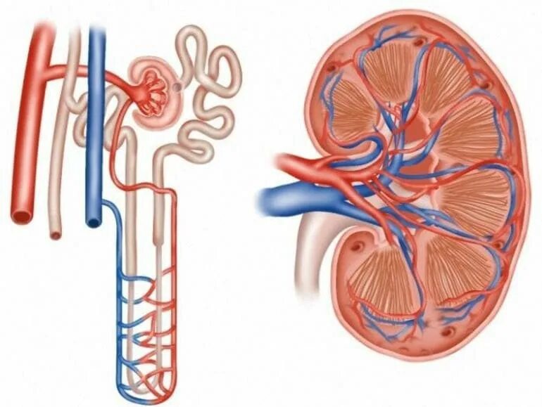 Строение нефрона почки. Строение нефрона почки человека. Почечные канальцы строение. Структура нефрона почки. Артерия и вена почки