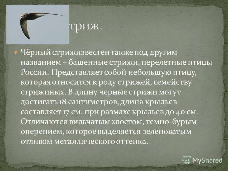 Интересные факты о Стрижах. Краткое сообщение о Стрижах 4 класс. Стриж Перелетная птица или нет. Описания Стрижей рассказ маленький.