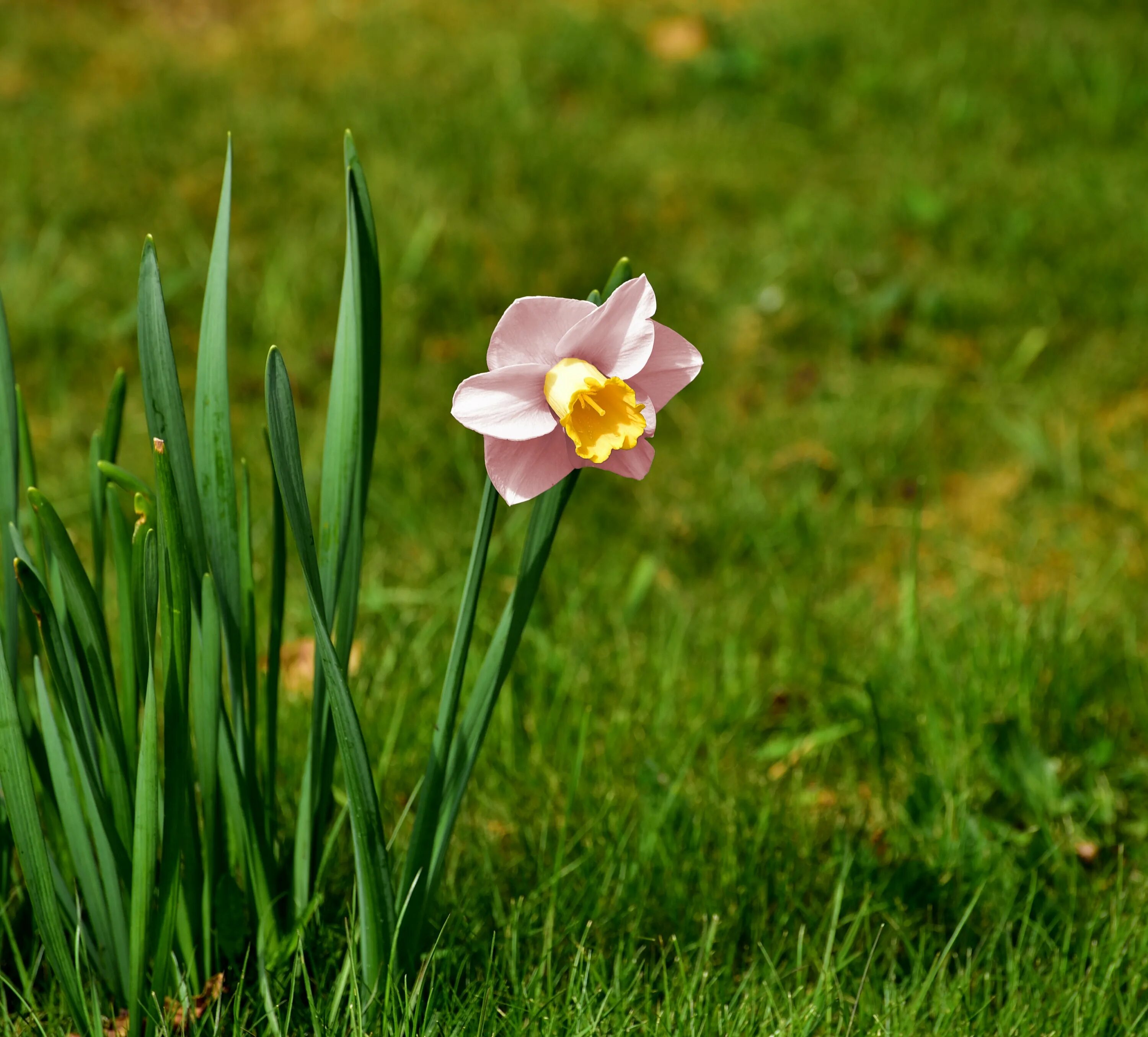 Daffodil Pink Нарцисс. Нарцисс Луговой. Нарцисс розовый крупноцветковый. Orangery Нарцисс.