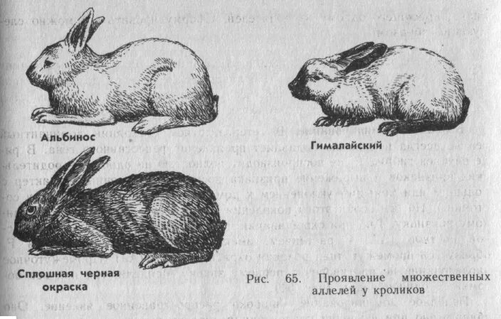 На рисунке изображены горностаевые кролики