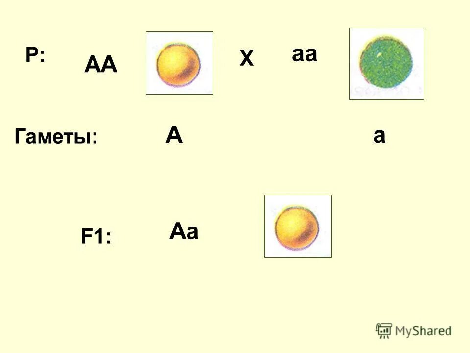 дигибридное скрещивание схема. гаметы аа. гаметы аа. гаметы аа. типы гамет генотипа аа.
