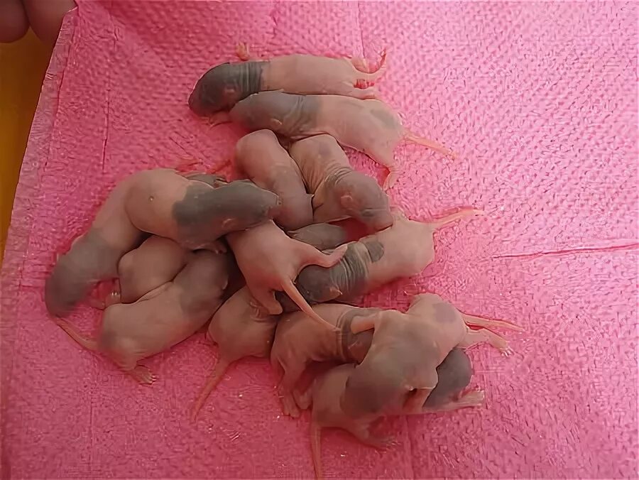 Новорожденные джунгарские хомячки. Новорожденные хомяки джунгарики. Новорожденный джунгарский хомяк. Джунгарский хомяк 1 месяц. Хомячка родила