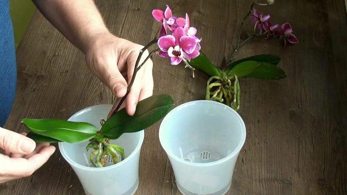 Орхидея цветет пересадка. Пересадить орхидею. Пересадка орхидеи фаленопсис. Орхидея фаленопсис в горшке. Орхидея фаленопсис Синголо.