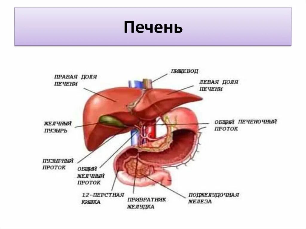 К какому органу относится печень. Пищеварительная система человека строение печени. Пищеварительные железы печень анатомия. Структуры пищеварительной системы печень. Печень это орган пищеварительной системы.