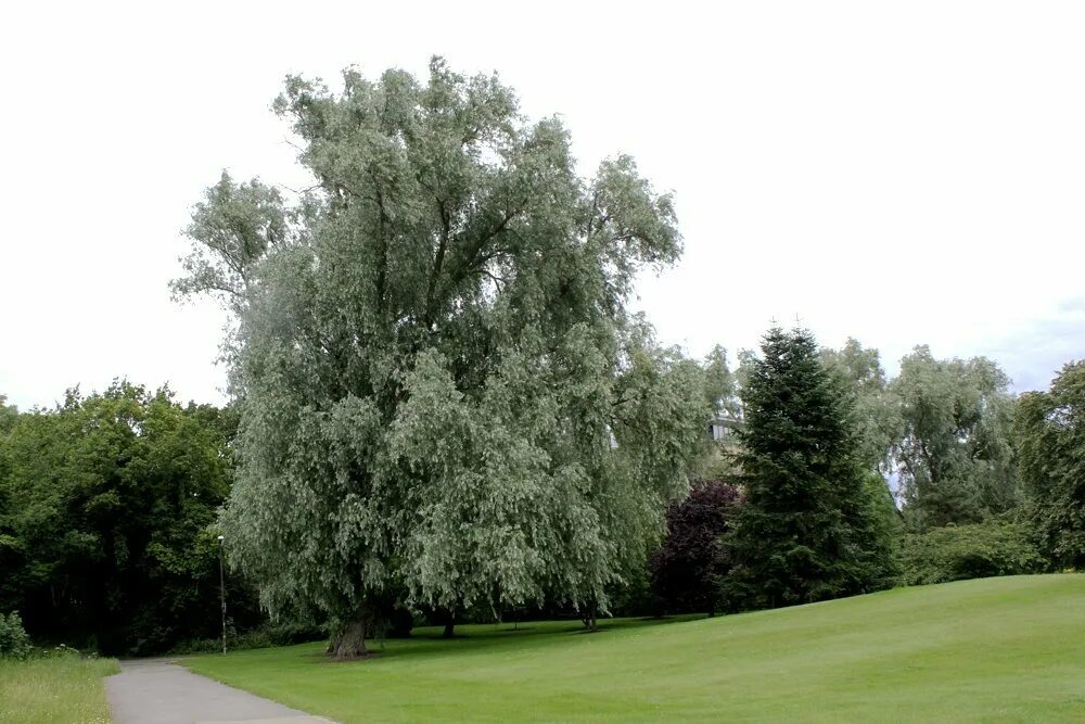 Ива белая (salix alba). Ветла серебристая. Ива белая шелковистая. Ива остролистная плакучая. Ива белая belders.