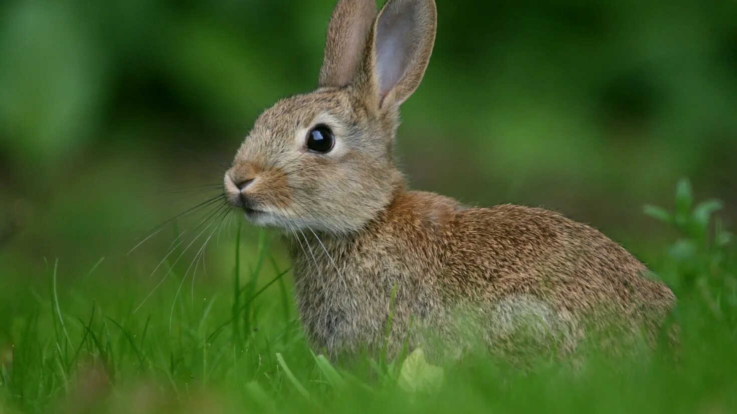 Hare&#039;s