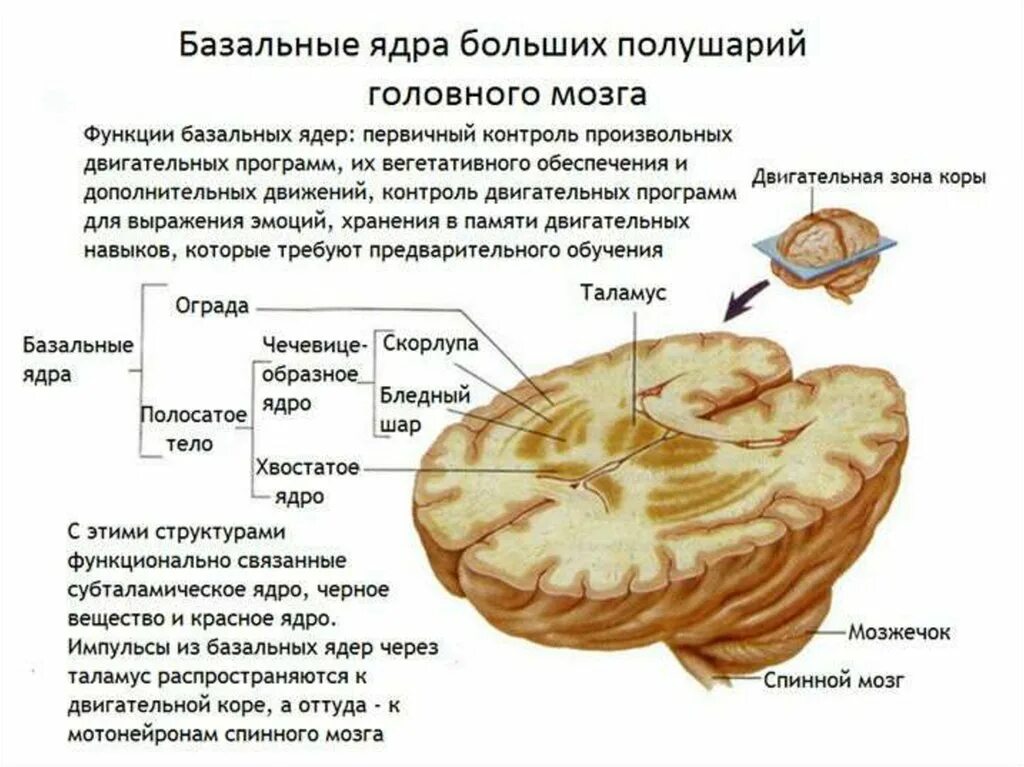 Конечный мозг базальные ядра структуры. Базальные ядра анатомия строение. Базальные ядра головного мозга функции. Базальные ядра полушарий большого мозга.