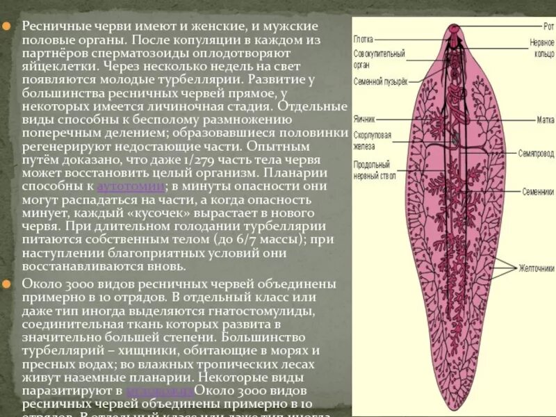 Система ресничных червей. Тип плоские черви турбеллярии. Половая система плоских червей ресничных. Ресничные черви половая система. Ресничные черви половые органы.