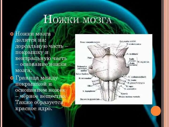 Ножки мозга спереди?. Ножки среднего мозга анатомия. Основание ножек среднего мозга. Медиальная поверхность ножки мозга.