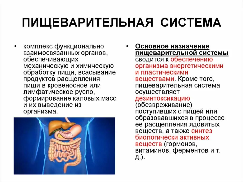 К функции пищеварительной системы относится. Функции пищеварительной системы человека 3 класс. функции пищеварительной системы человека 5 класс. заболевания органов пищеварительной системы. сообщение о пищеварении.
