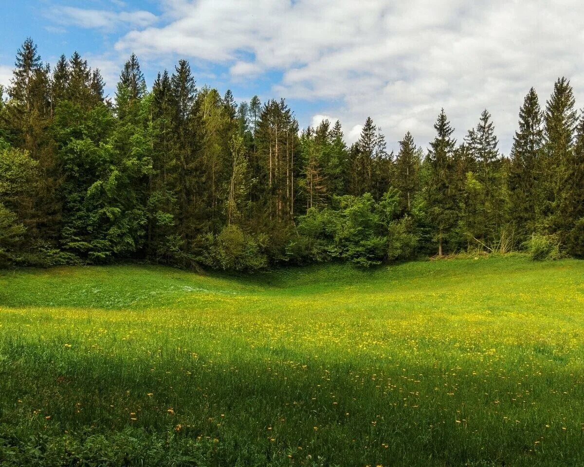 Поляна в чаще. Поляна в лесу.