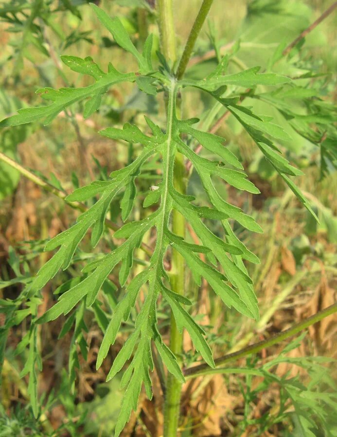 Амброзия полыннолистная цветок. Амброзия полыннолистная (ambrosia artemisiifolia l. Амброзия полыннолистная лист. Амброзия в краснодаре фото. Амброзия растение таксоны растений.
