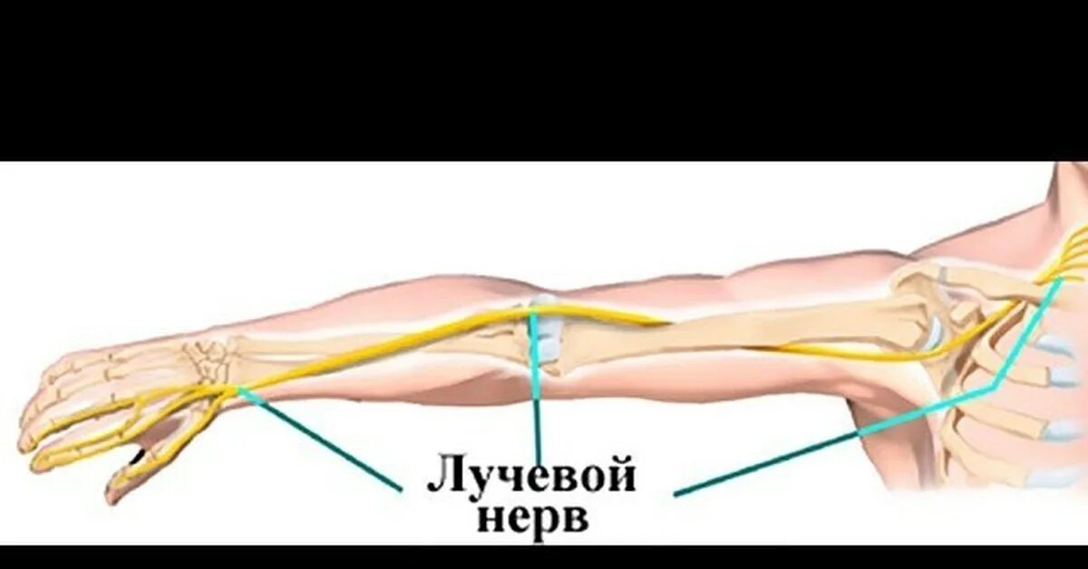 Локтевая невропатия лечение. Локтевой нерв лучевой нерв срединный нерв. Лучевой локтевой и срединный нервы. Локтевой нерв анатомия иннервация. Плексит плечевого сплетения клиника.