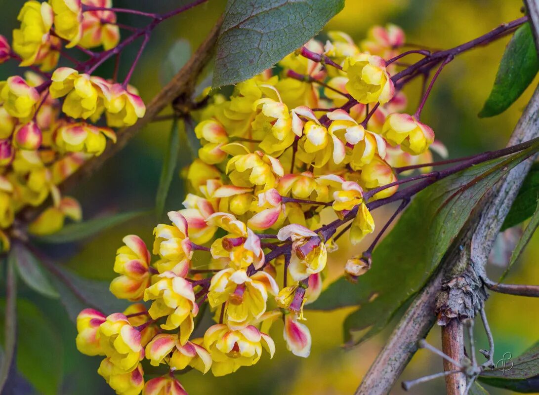 Berberis thunbergii 'atropurpurea' Кустарники, Посадка, Дизайн