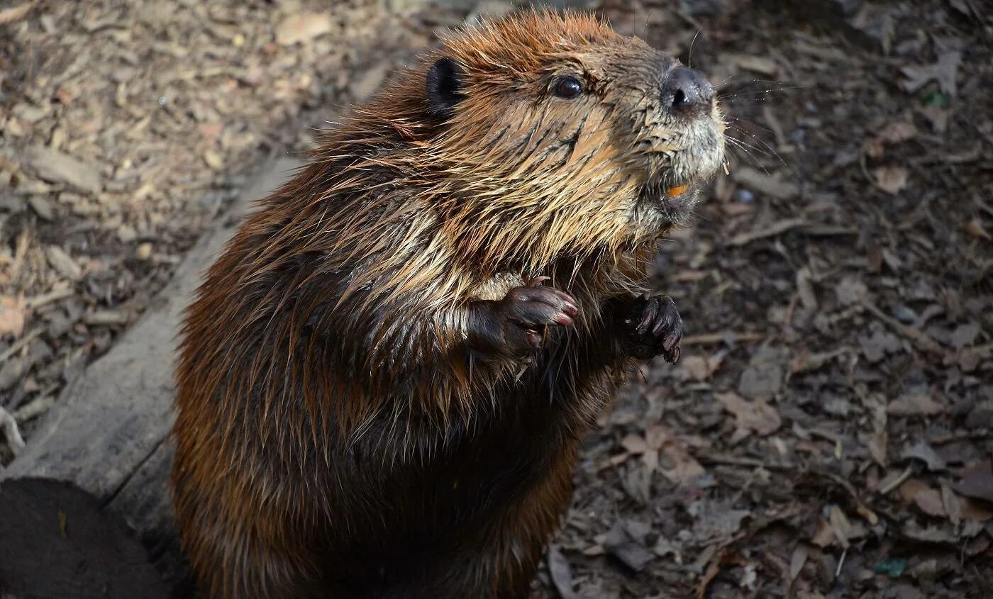 Хатка ондатры. Бобриха фары. Бобриха фары. Евразийский речной бобр. Бобр речной обыкновенный.