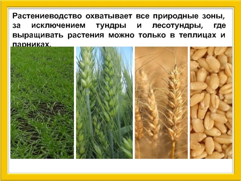 Злаки выращиваемые в России. Культуры растениеводства. Где выращивают зерновые культуры. Где выращивается пшеница.
