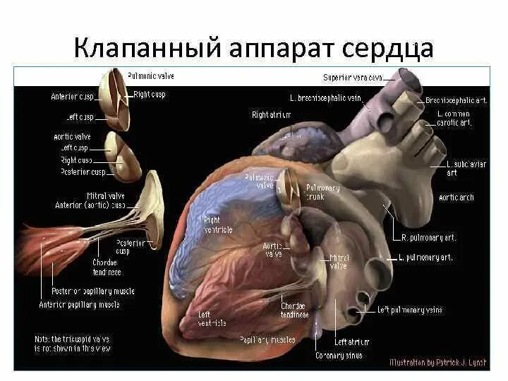 Значение клапанного аппарата сердца. Значение клапанного аппарата сердца