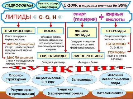 Органические вещества общая характеристика липиды 10 класс