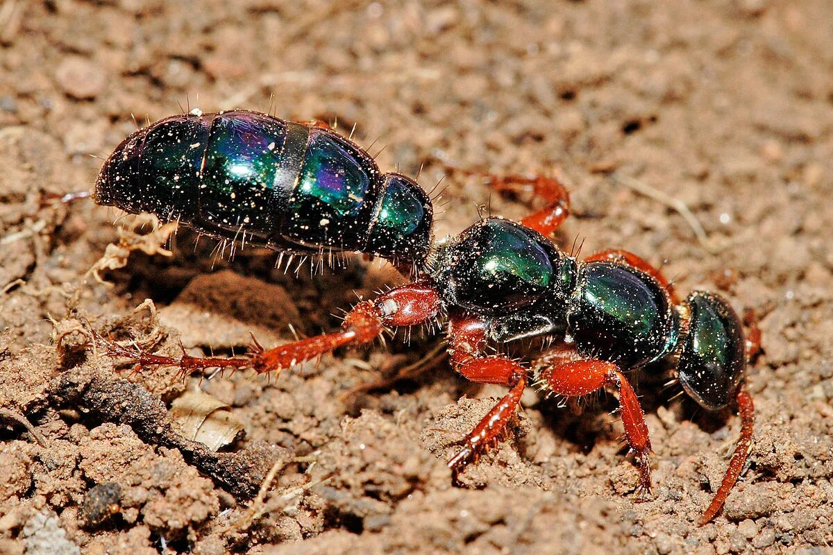 Насекомые австралии. Синий муравей. Blue polyrhachis ant (polyrhachis cyaniventris. Голубая оса — diamma bicolor. Polyrhachis cyaniventris.
