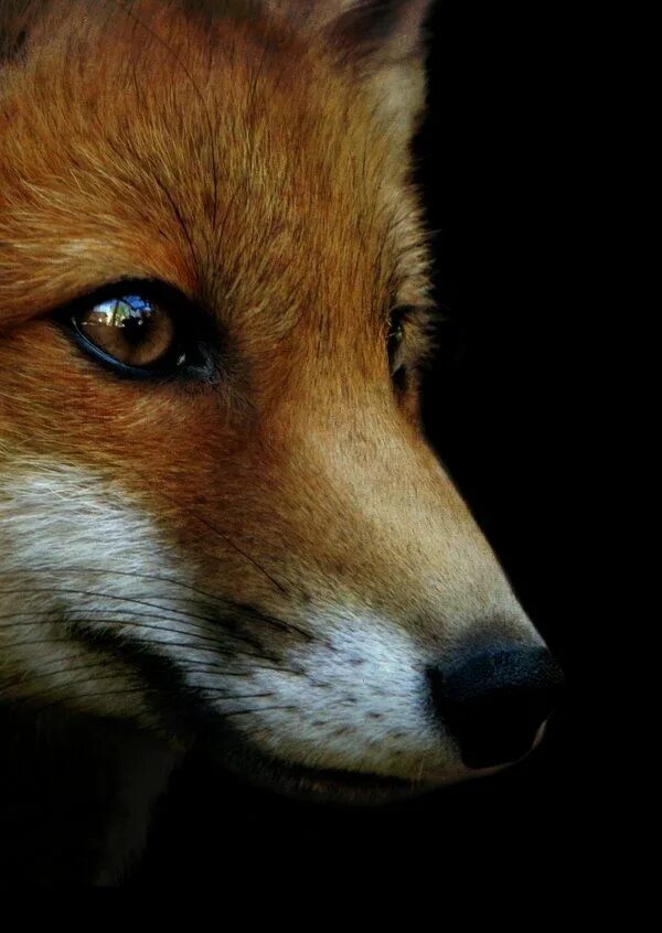 Foxes amazing. Лиса. Лиса морда. Нос лисы. Лиса анфас.