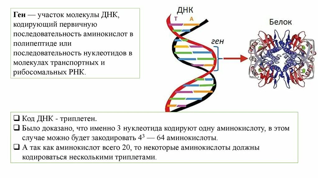 Днк наследственные признаки. Ген структура Гена. Ген код РНК. Синтеза ДНК белка таблица. Аминокислотная последовательность ДНК.