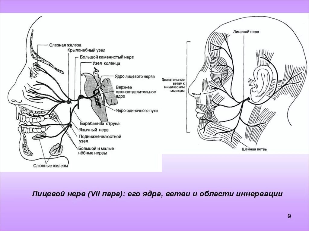 7 черепной нерв. Ветви лицевого нерва схема. Топография лицевого нерва схема. Схема 7 Черепного нерва. Ядра лицевого нерва схема.