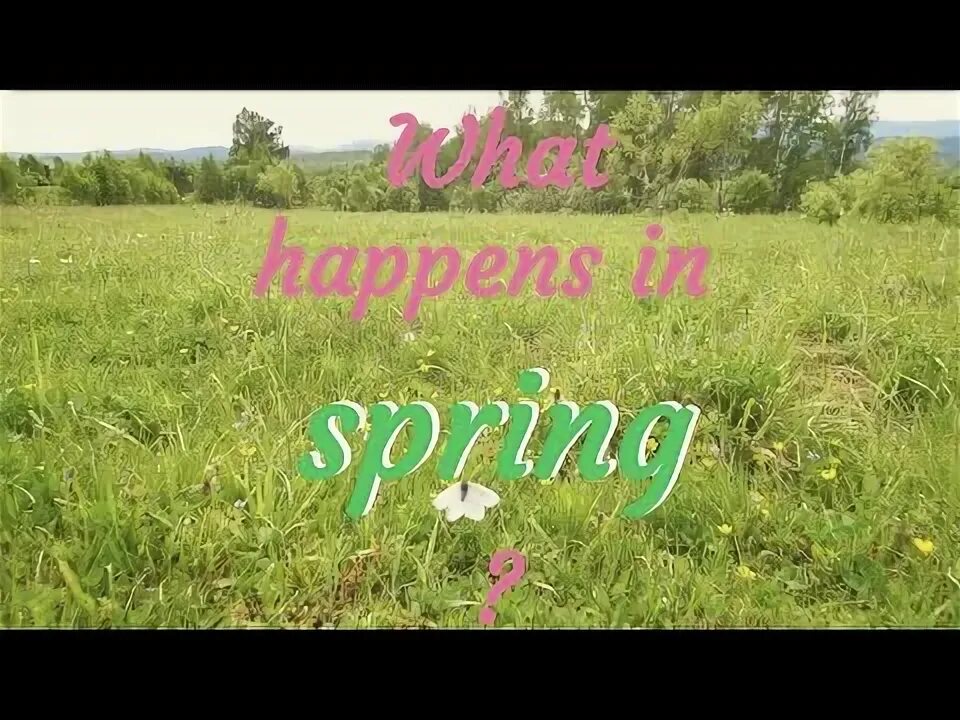Спринг видео. Спринг видео