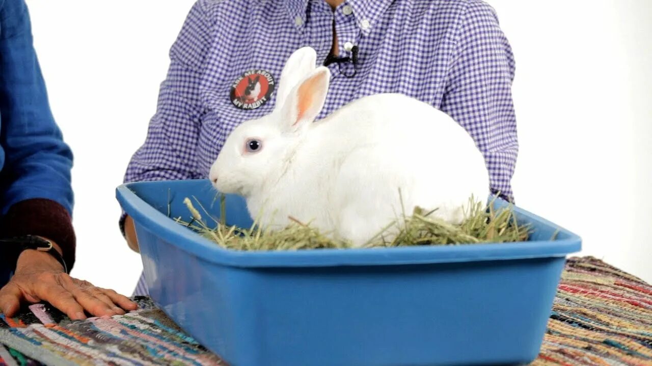 I a pet rabbit. Дрессированные кролики. Лоток для декоративного кролика. Дрессировка кролика. Дрессировка кролика декоративного.